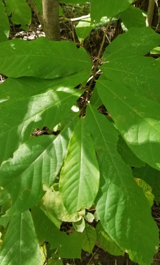 leaves of the pawpaw