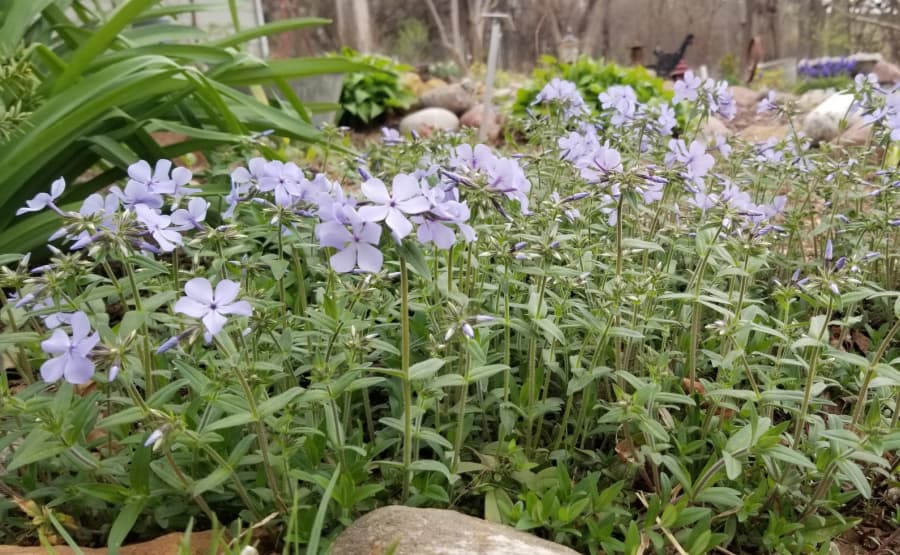 blue wood phlox