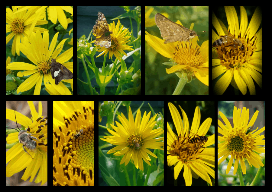 pollinators of silphiums
