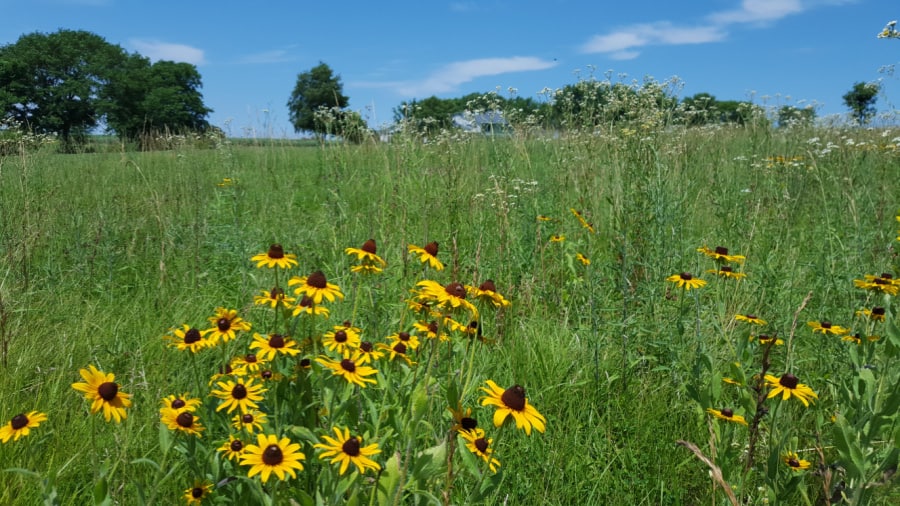 natural meadow