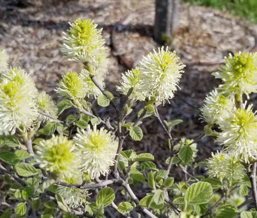 fothergilla