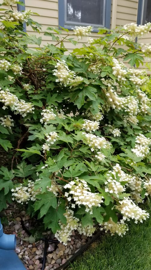 Oakleaf hydrangea flowers