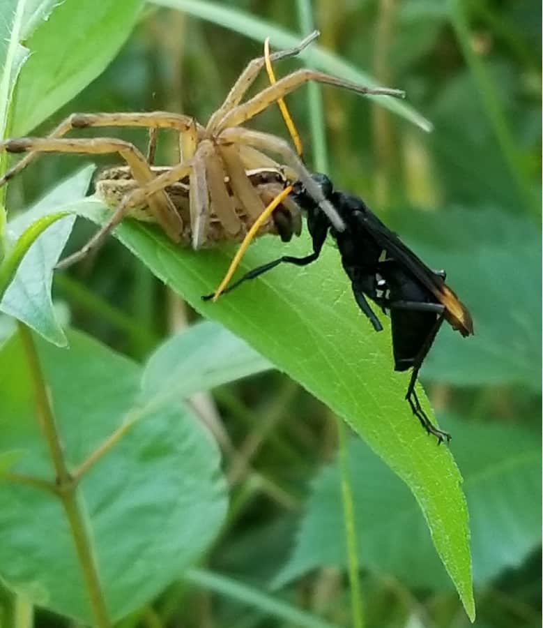 Spider wasp with a grass spider