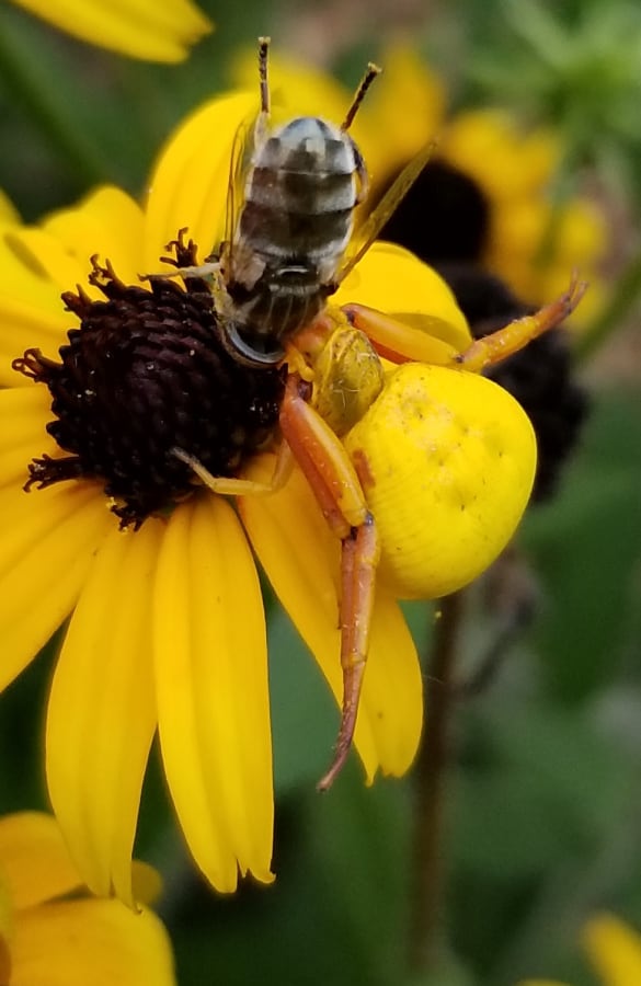 goldenrod crab spider