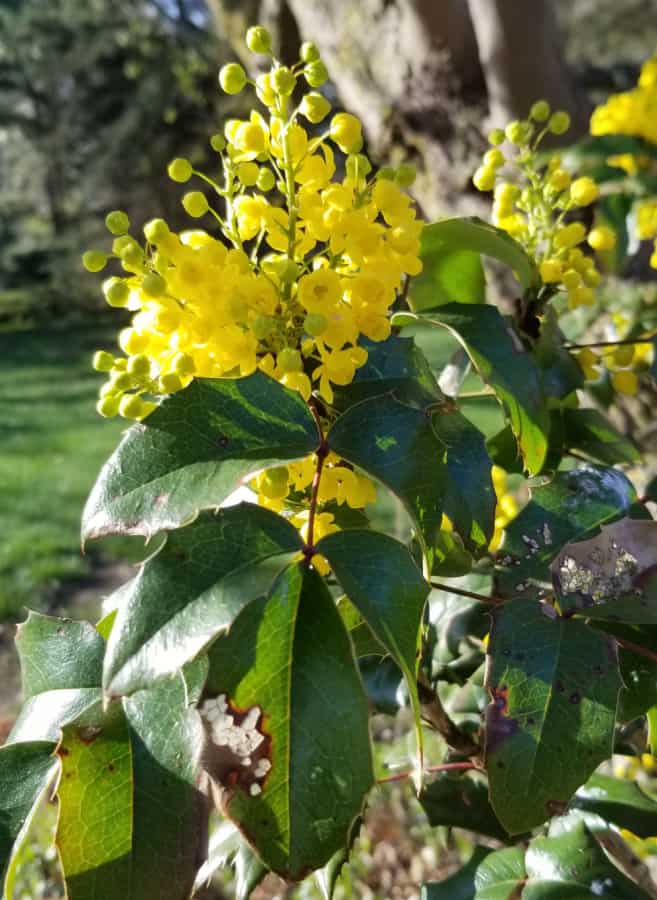 Grape-holly blooming in the shade garden