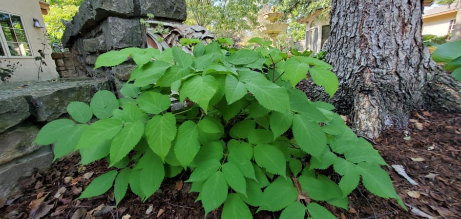 Aralia sun king