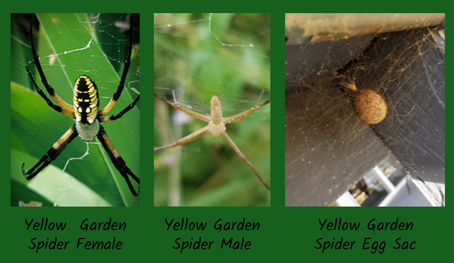 yellow garden spider