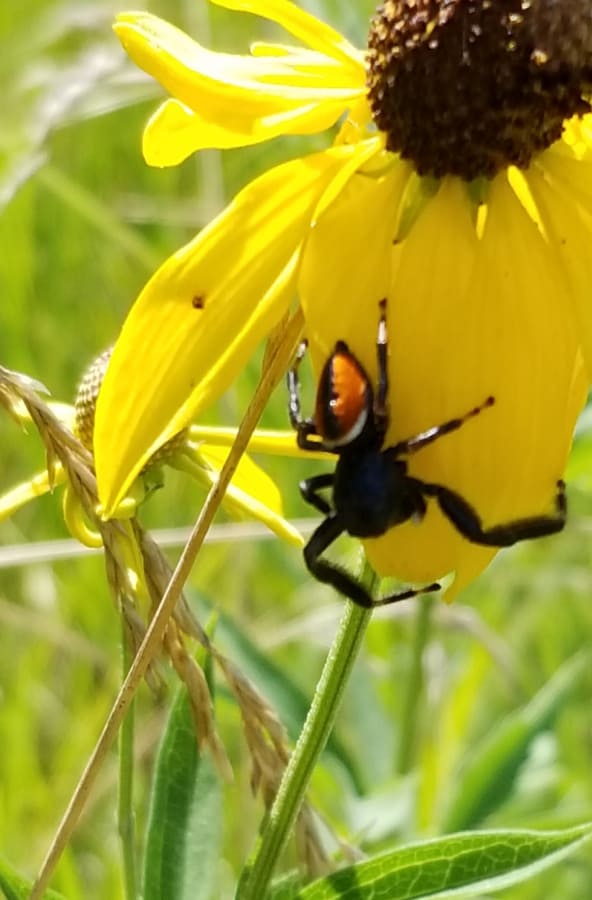 brilliant jumping spider