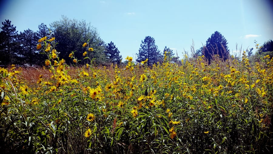 Maximilian sunflower