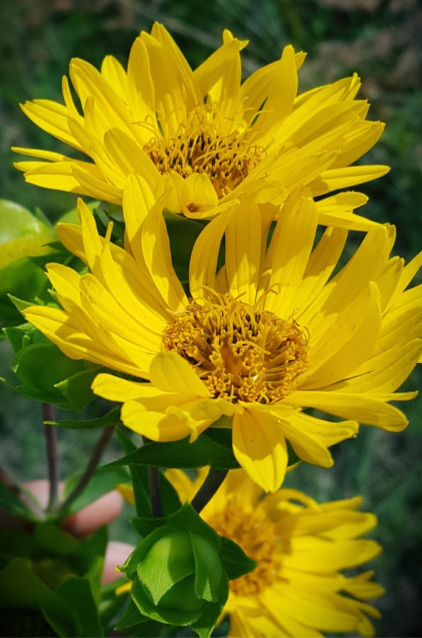 prairie rosinweed