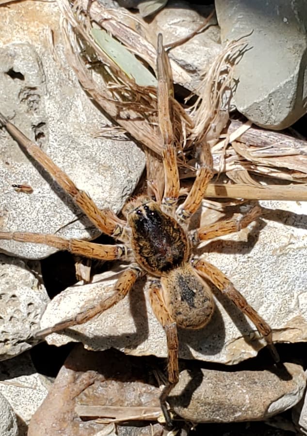 wetland giant wolf spider