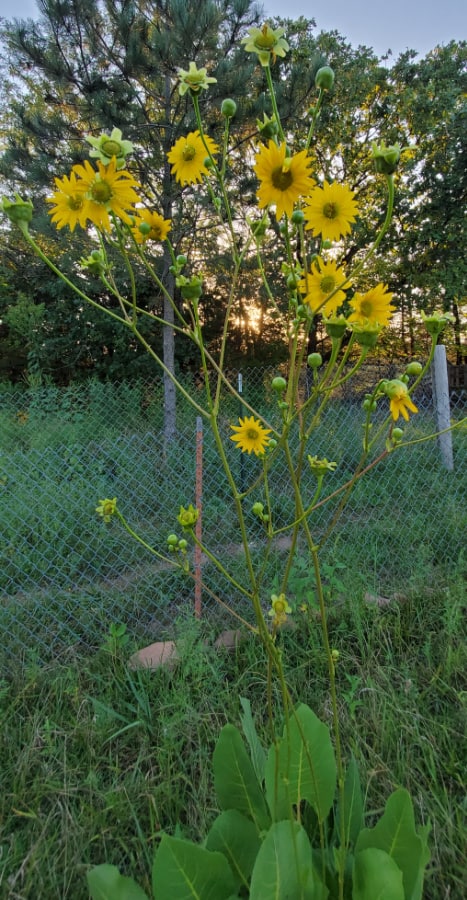 prairie dock