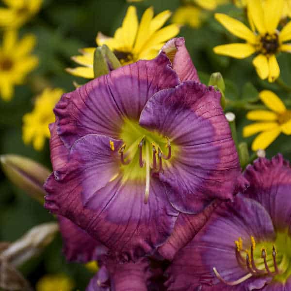 Lavender Blue Baby Daylily – 1 Gallon Container