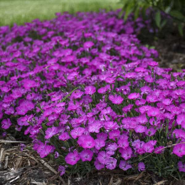 Paint the Town Fuchsia Dianthus – 1 Gallon Container