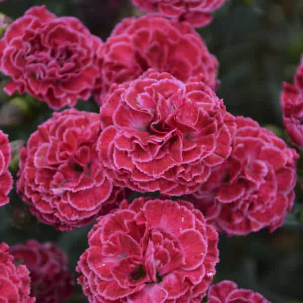 Raspberry Ruffles Dianthus – #1 Container