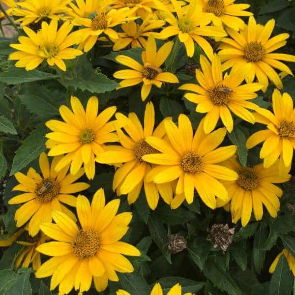 Tuscan Gold False Sunflower – 1 Gallon Container