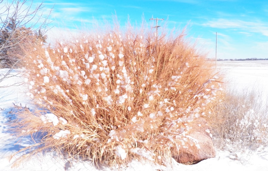 switchgrass winter interest