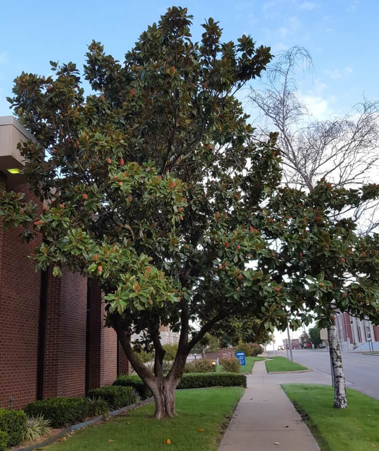 southern magnolia tree