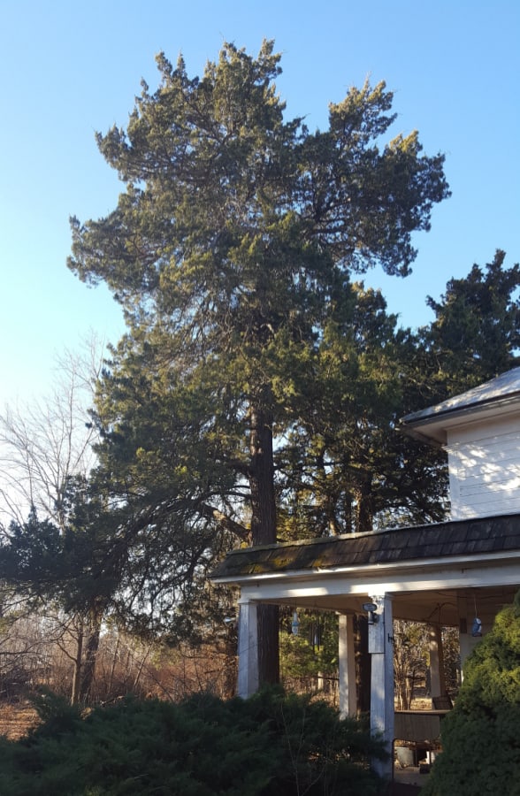 older eastern red cedar