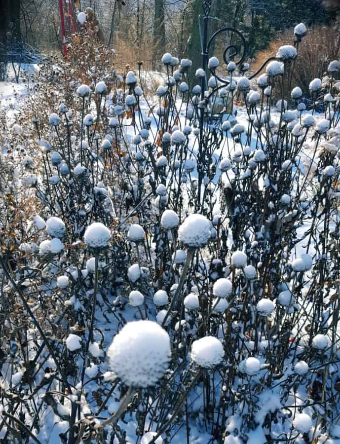 Echinacea seedheads