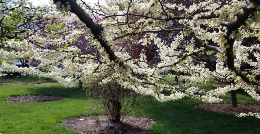 whitebud 'Miss America'