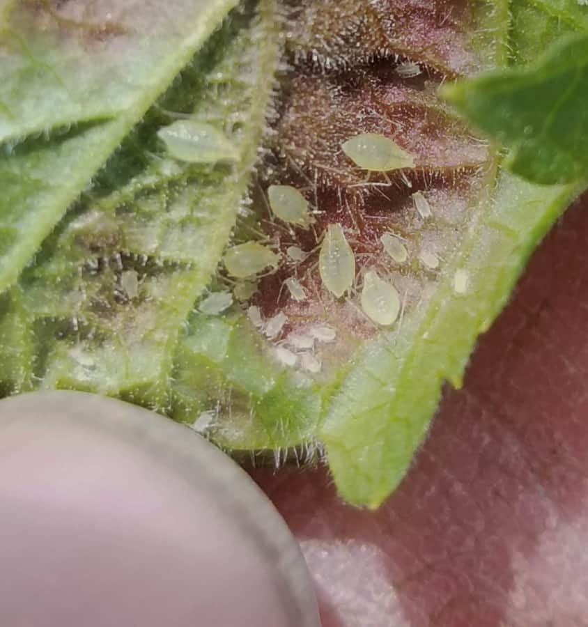 currant blister aphid