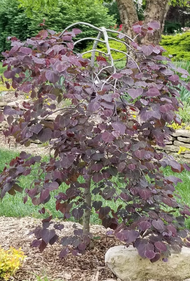 redbud 'Ruby Falls'