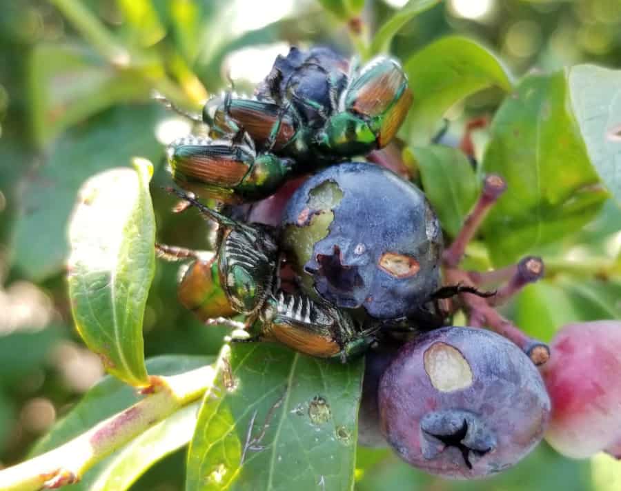 Japanese beetles are a real landscape problem