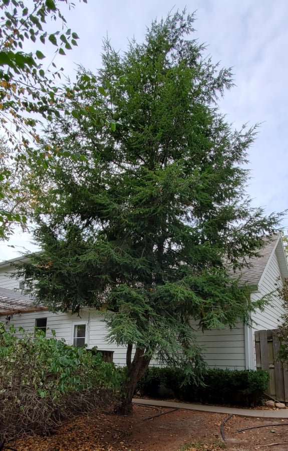 Canadian hemlock