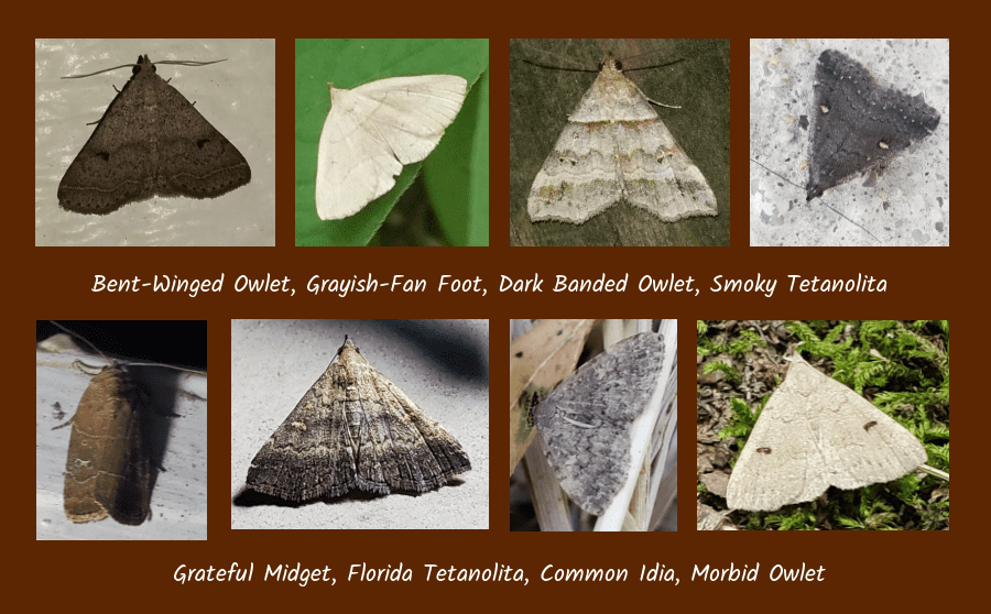moths that feed on leaf litter