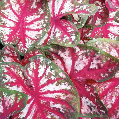 Bottle Rocket Caladium – 6.5 Inch Container – Proven Winners Plant