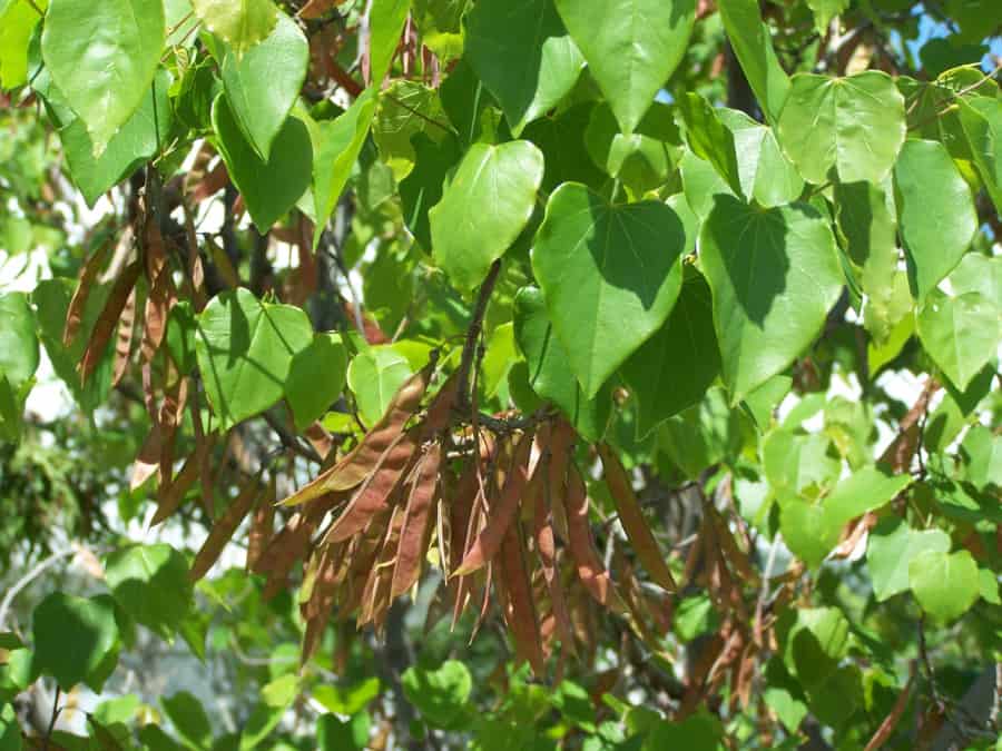 redbud seedpods