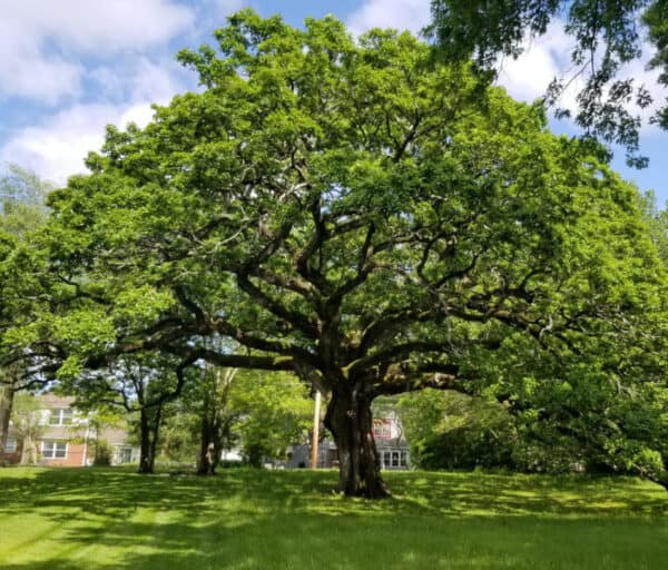 Guide to Picking a Shade Tree – Deciduous Trees