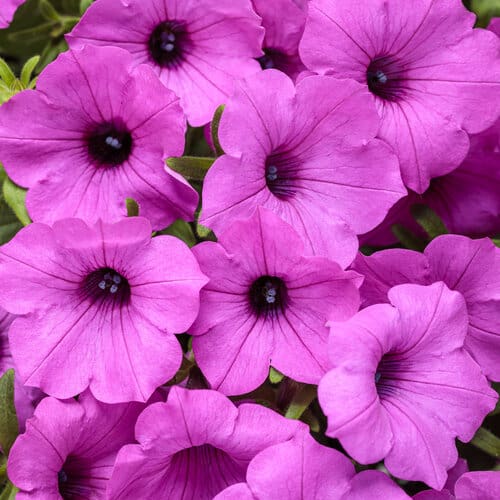 Supertunia Vista Jazzberry Petunia – 4.25 Inch Container – Proven Winners Annual