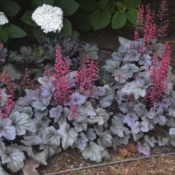 Silver Gumdrop Coral Bells – 1 Gallon Container