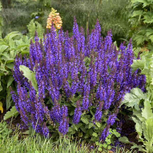 Violet Profusion Salvia – 1 Gallon Container