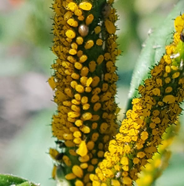 Aphids in the Garden and Landscape
