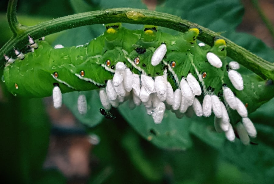 parasitized tobacco hornworm caterpillar