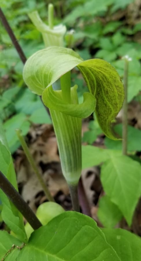 Jack in the pulpit