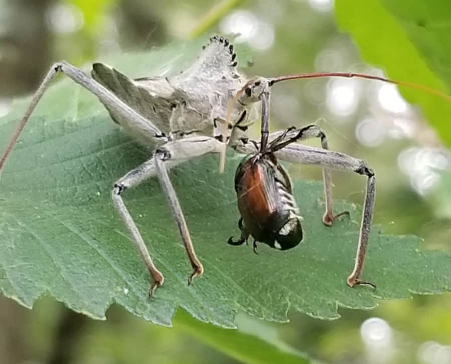 Assassin bugs versus Japanese beetles