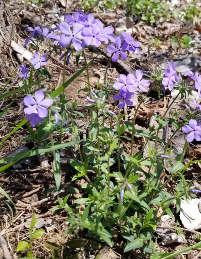 blue woodland phlox