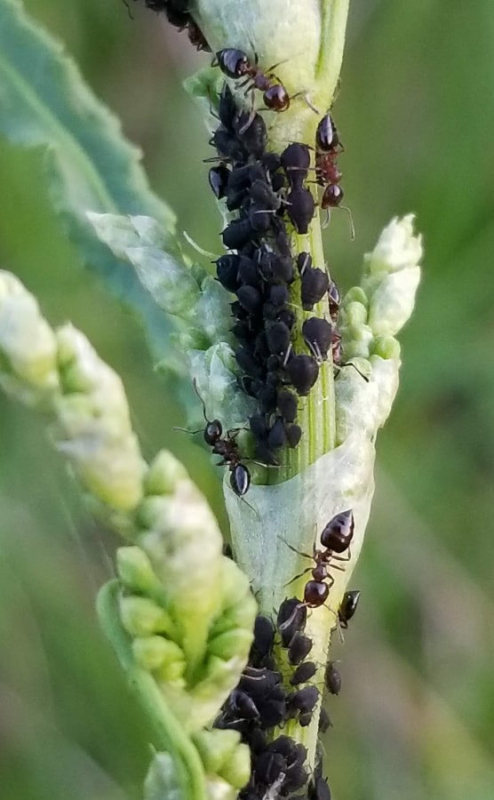 aphids and ants