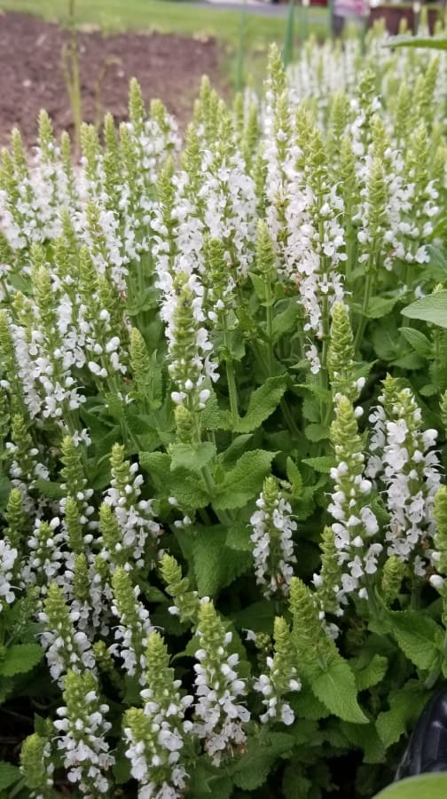 white salvia