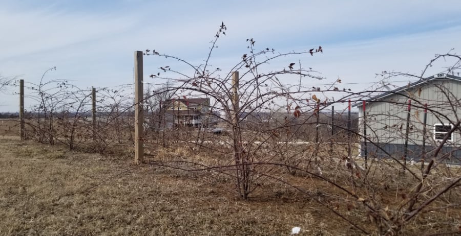 blackberry trellis