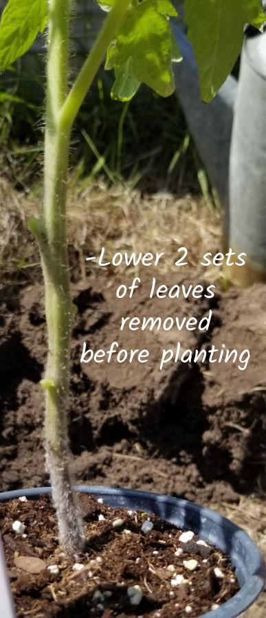 tomato planting