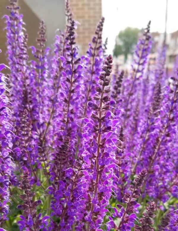 Perennial Salvia – May Plant of the Month