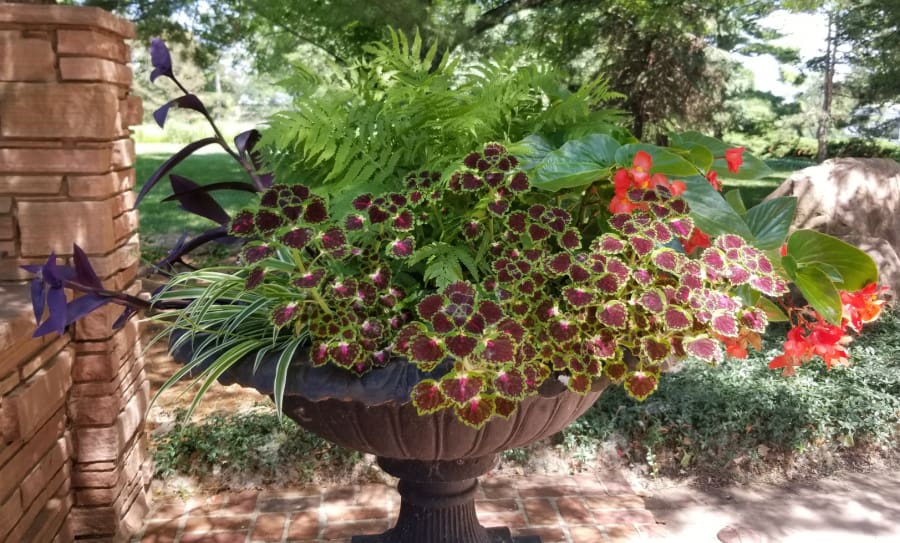 coleus is a star annual