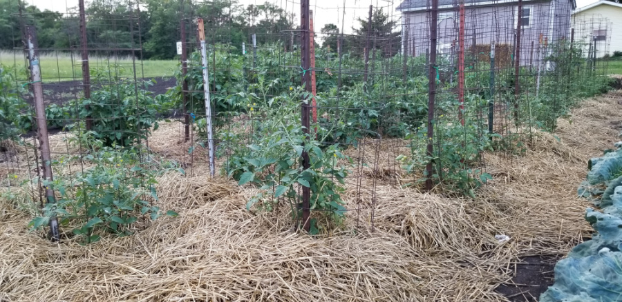 caged tomato plants
