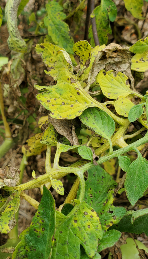 verticillium wilt on tomato