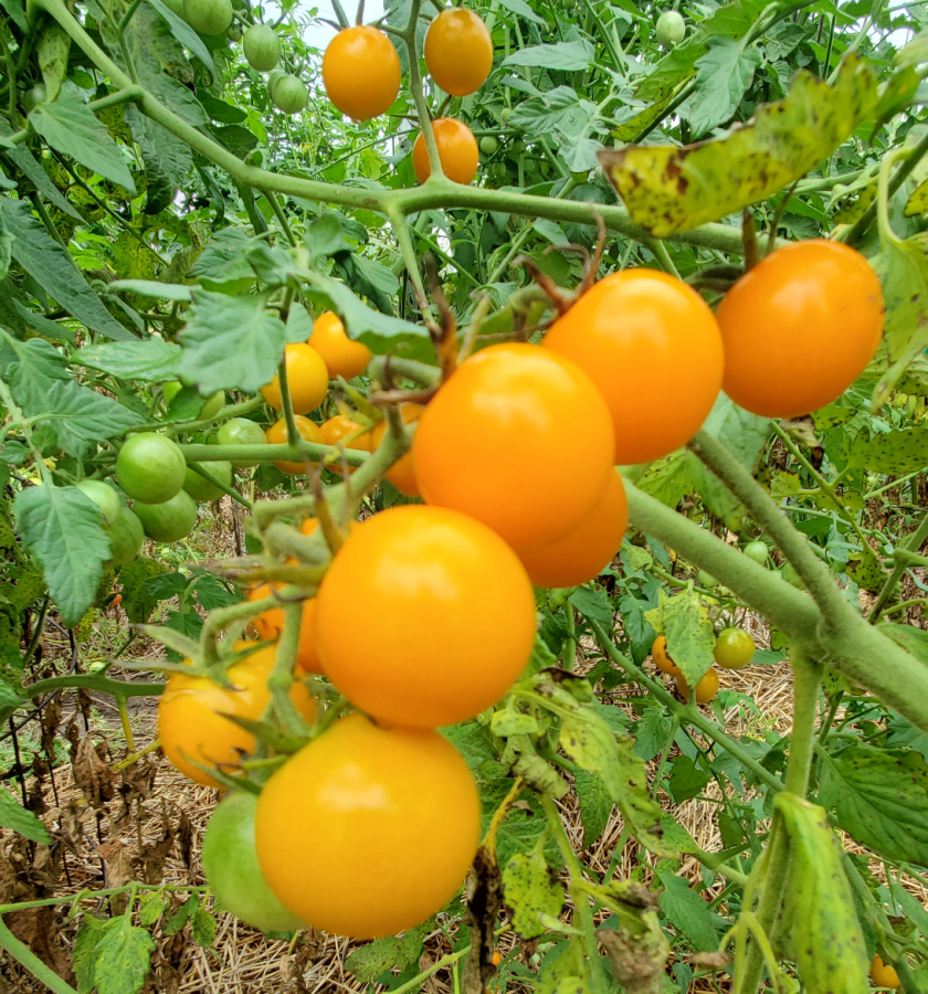 sungold tomato